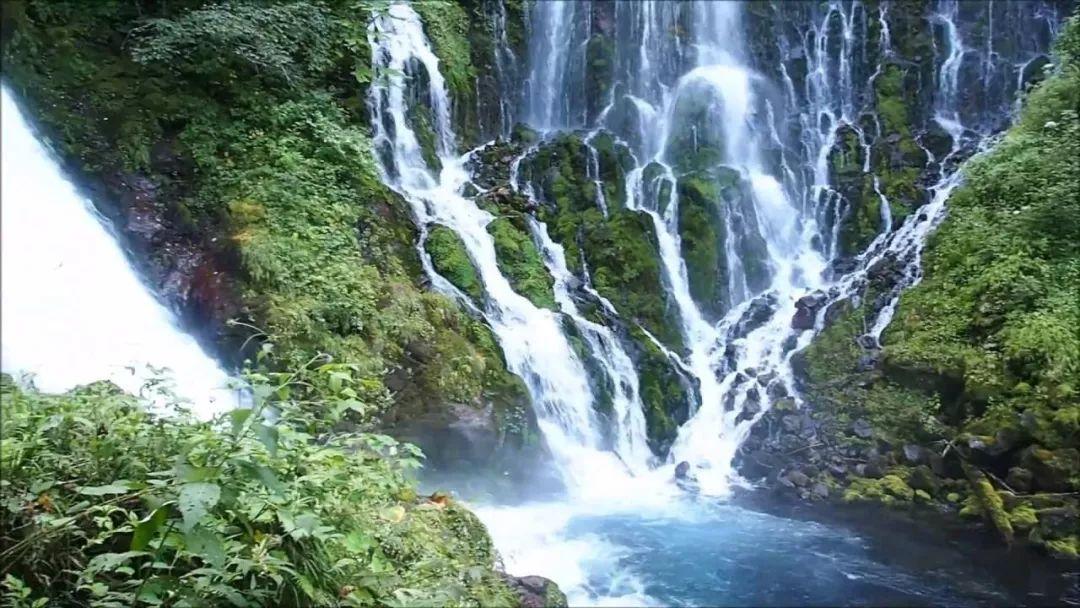 逃离野鸡森林